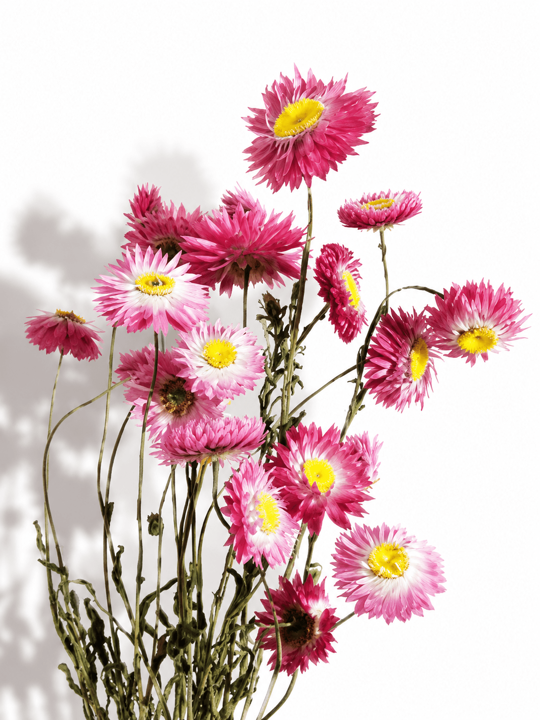 How Florists Use Dried Flower Stems in Modern Floral Design - Flor Chama Do Algarve