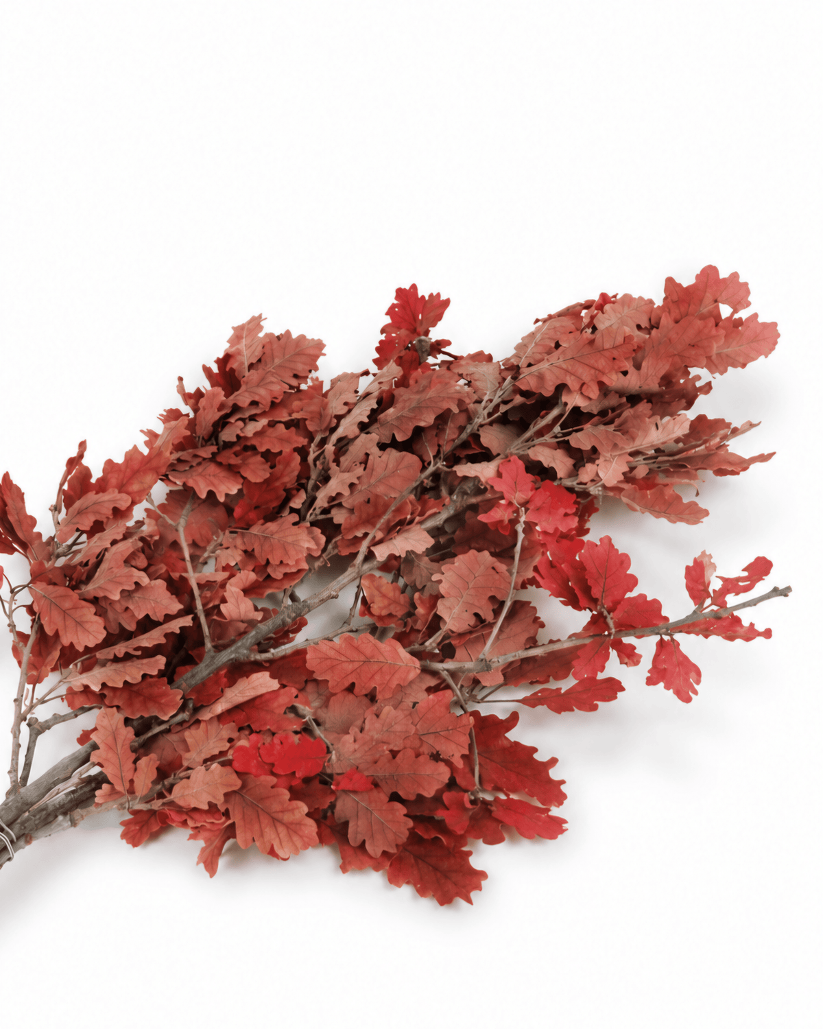 Warm Up Your Home: 5 Easy Autumn Decor Ideas with Dried Flowers & Oak Branches - Flor Chama Do Algarve