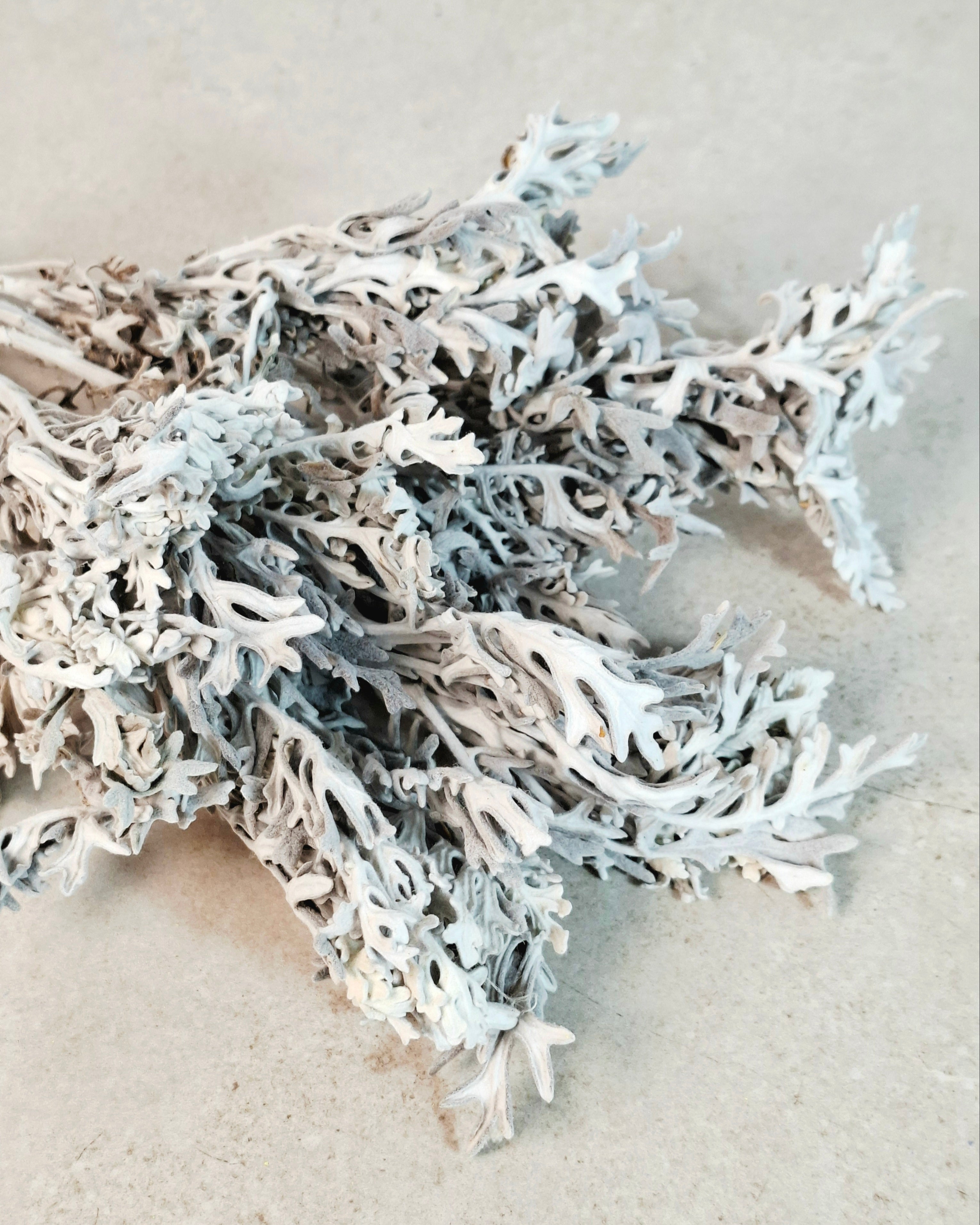 Dried Flower Stems