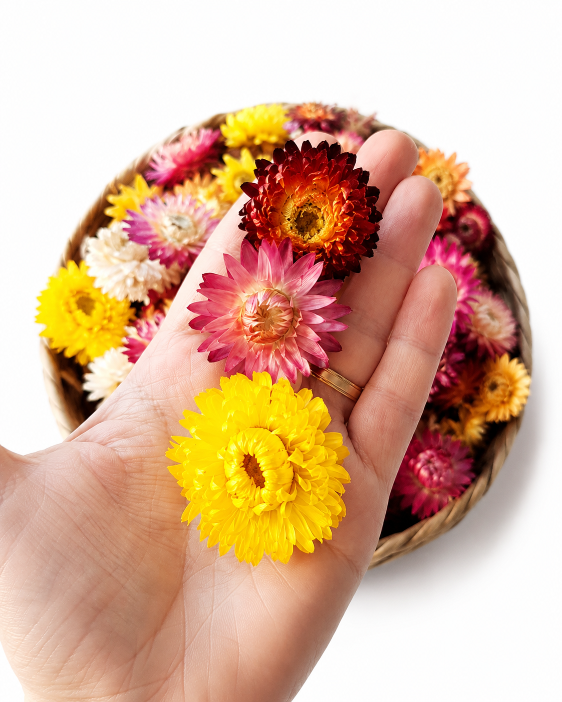 Dried Flower Heads