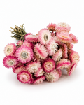 Ramo de Gomphrena Mista Seca 35-40cm - Amaranto Globoso Magenta e Rosa Pálido