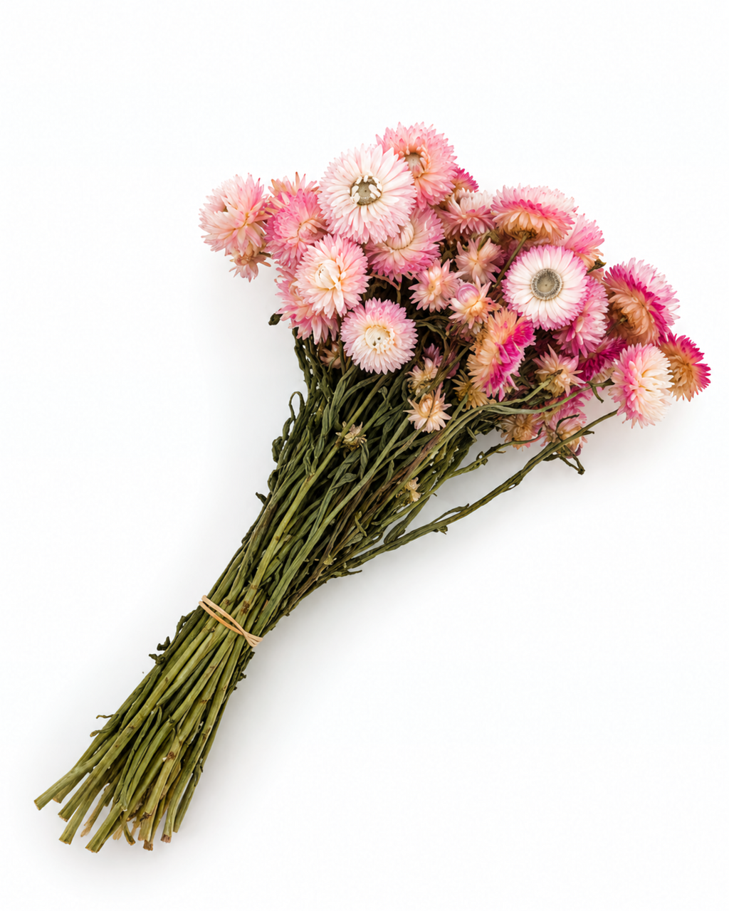 Ramo de Gomphrena Mista Seca 35-40cm - Amaranto Globoso Magenta e Rosa Pálido