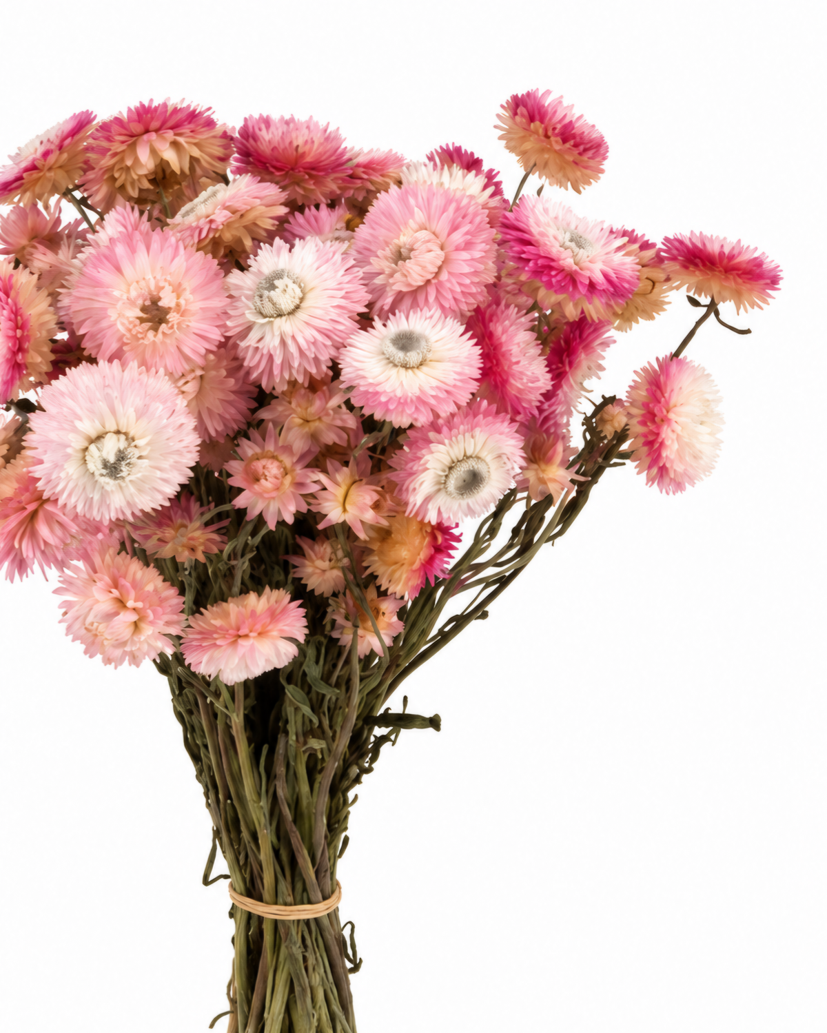 Ramo de Gomphrena Mista Seca 35-40cm - Amaranto Globoso Magenta e Rosa Pálido