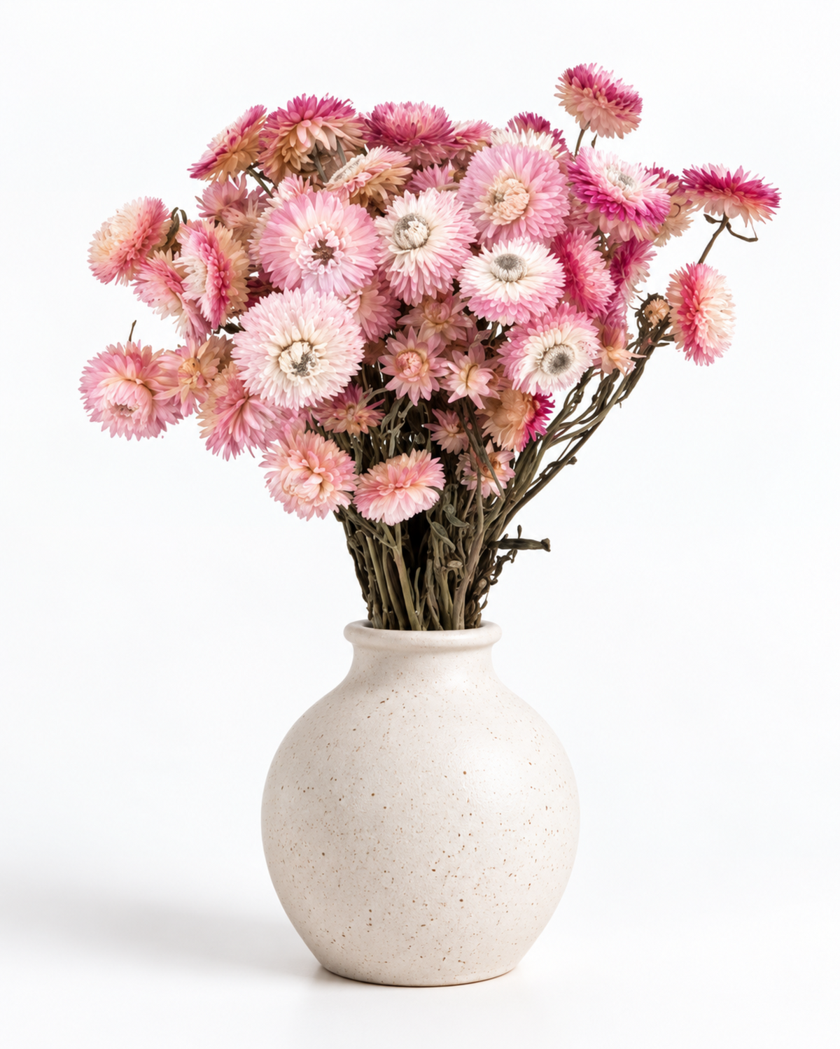 Ramo de Gomphrena Mista Seca 35-40cm - Amaranto Globoso Magenta e Rosa Pálido