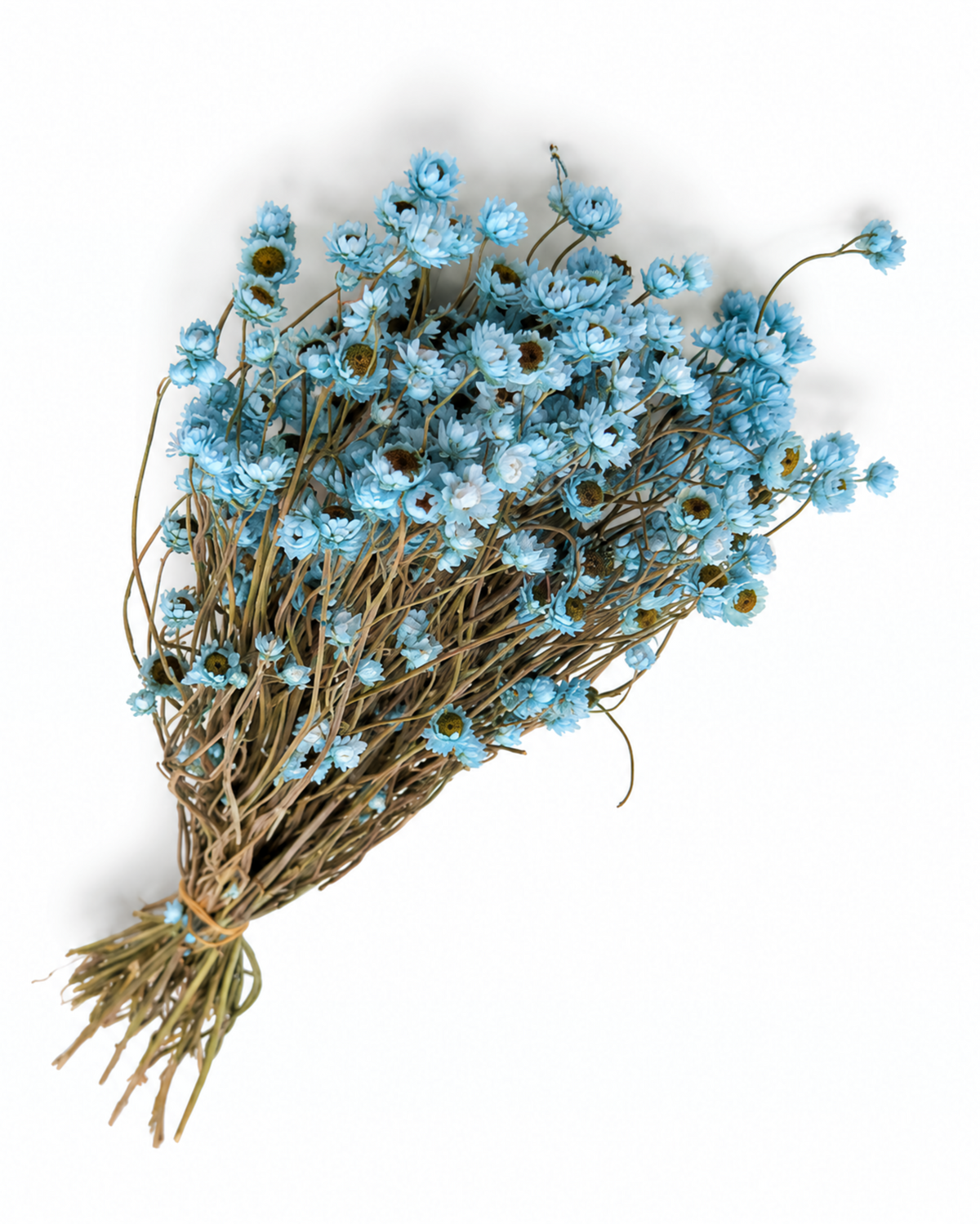 Ramo de Ammobium Branco Estabilizado 45-50cm - Decoração de Flores Secas para Vaso