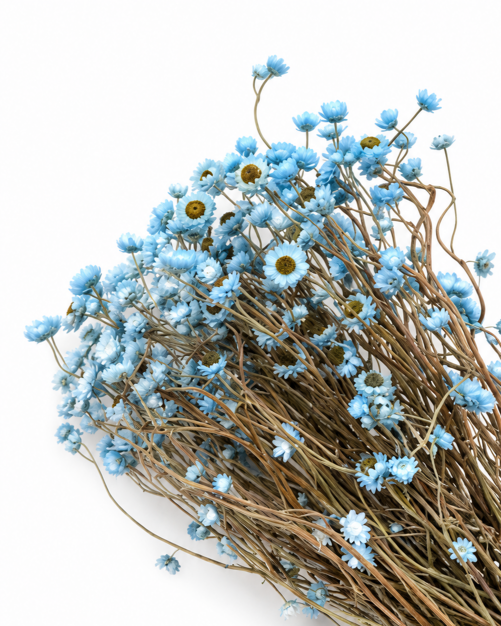 Ramo de Ammobium Branco Estabilizado 45-50cm - Decoração de Flores Secas para Vaso