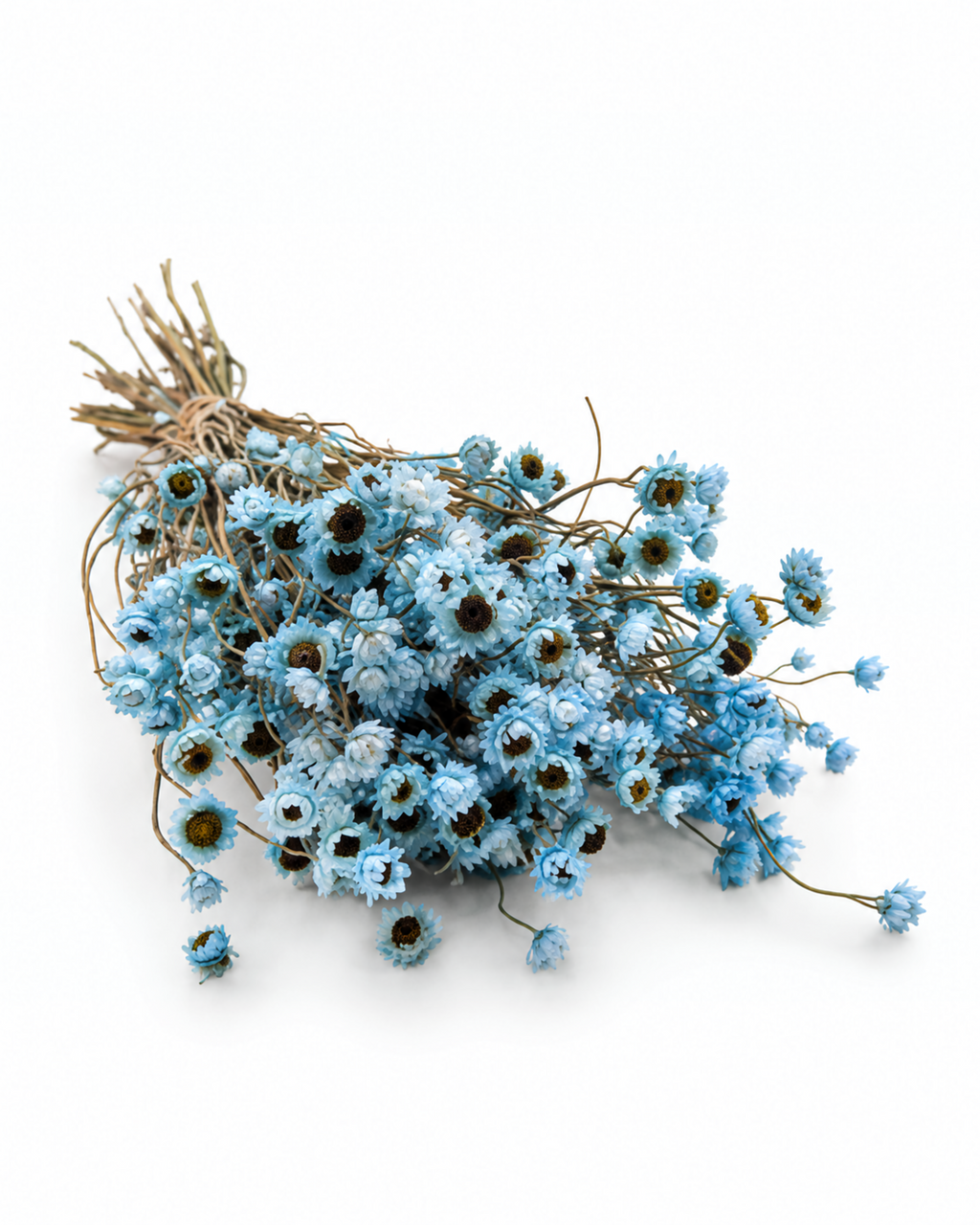 Ramo de Ammobium Branco Estabilizado 45-50cm - Decoração de Flores Secas para Vaso