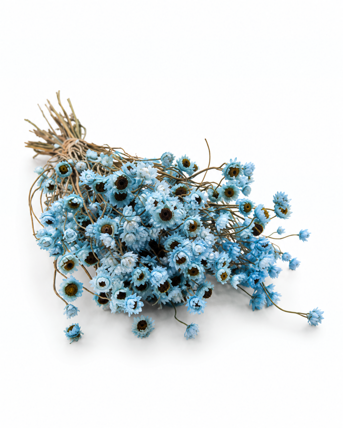 Ramo de Ammobium Branco Estabilizado 45-50cm - Decoração de Flores Secas para Vaso