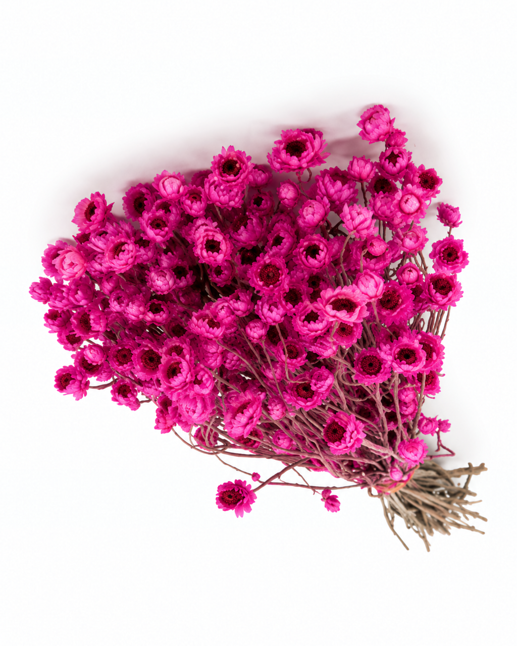 Stabilized Lavender Ammobium Bouquet 45-50cm - Dried Lilac Flowers