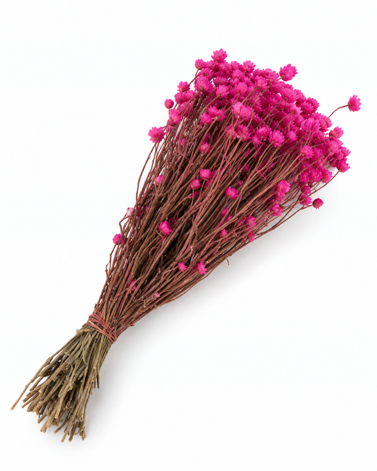 Stabilized Lavender Ammobium Bouquet 45-50cm - Dried Lilac Flowers