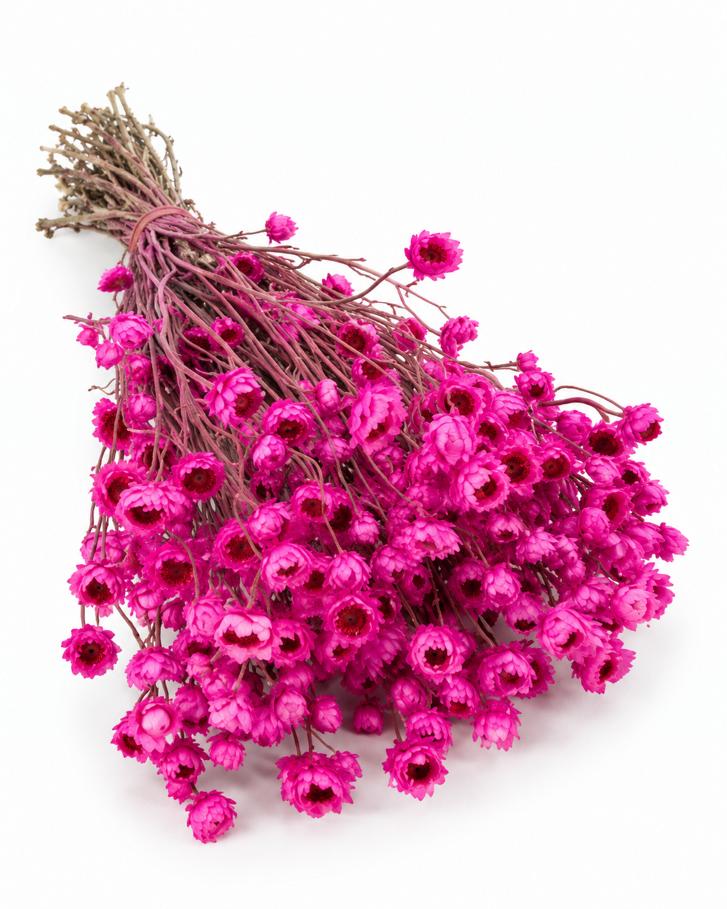 Stabilized Lavender Ammobium Bouquet 45-50cm - Dried Lilac Flowers