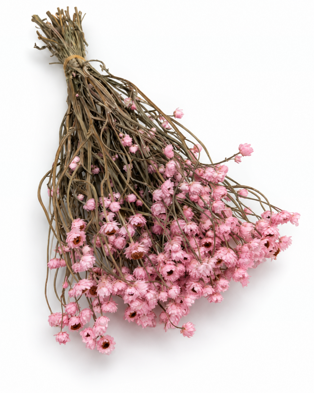 Dried Pink Ammobium Stems - 40-45cm Premium Strawflower Bunch (75-80g)