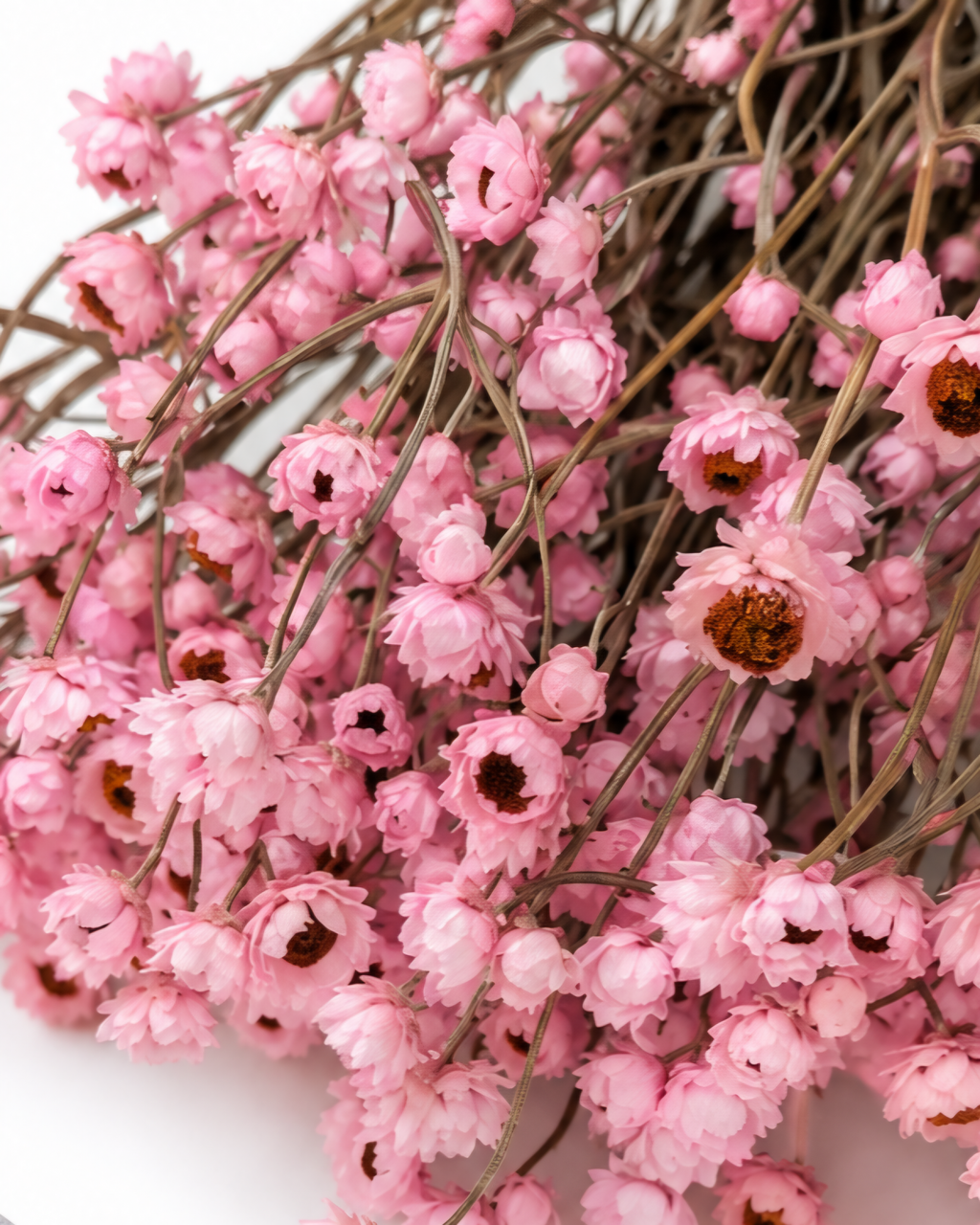 Dried Pink Ammobium Stems - 40-45cm Premium Strawflower Bunch (75-80g)
