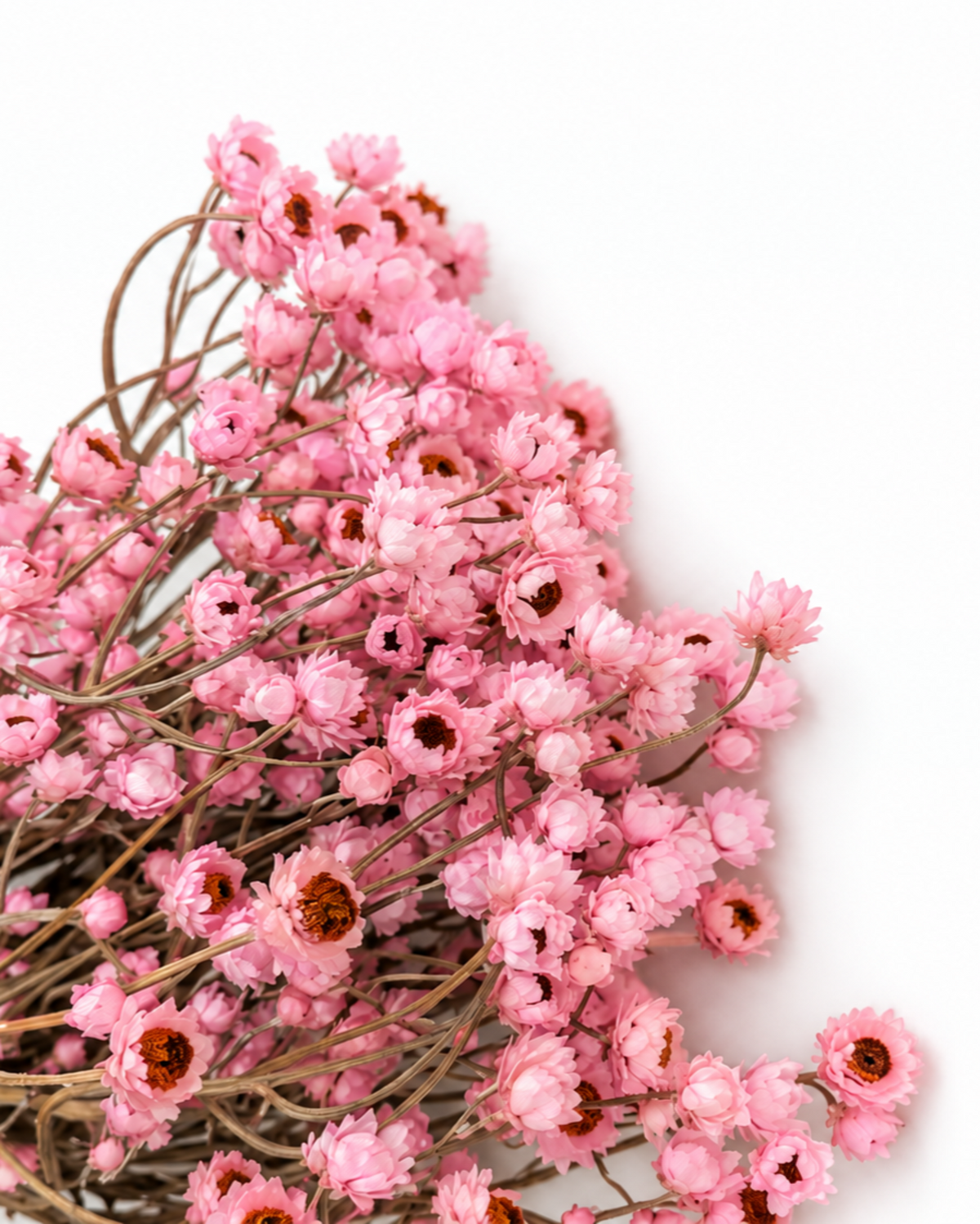 Dried Pink Helichrysum Bouquet 35-40cm - Natural Strawflower Stems