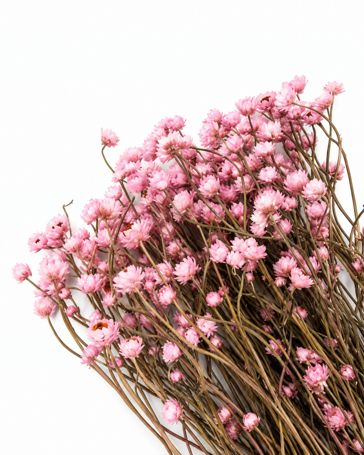 Dried Pink Helichrysum Bouquet 35-40cm - Natural Strawflower Stems
