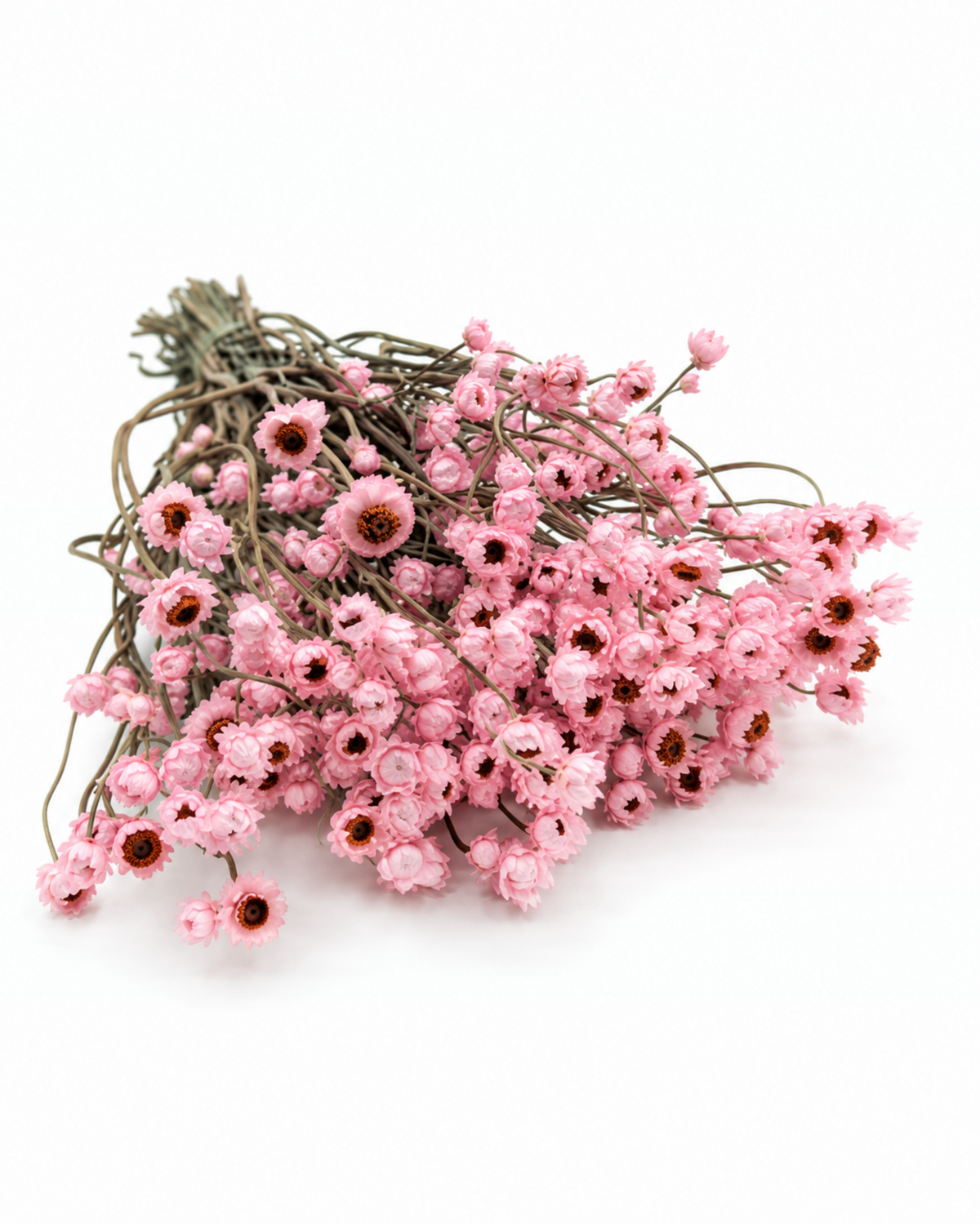 Dried Pink Helichrysum Bouquet 35-40cm - Natural Strawflower Stems