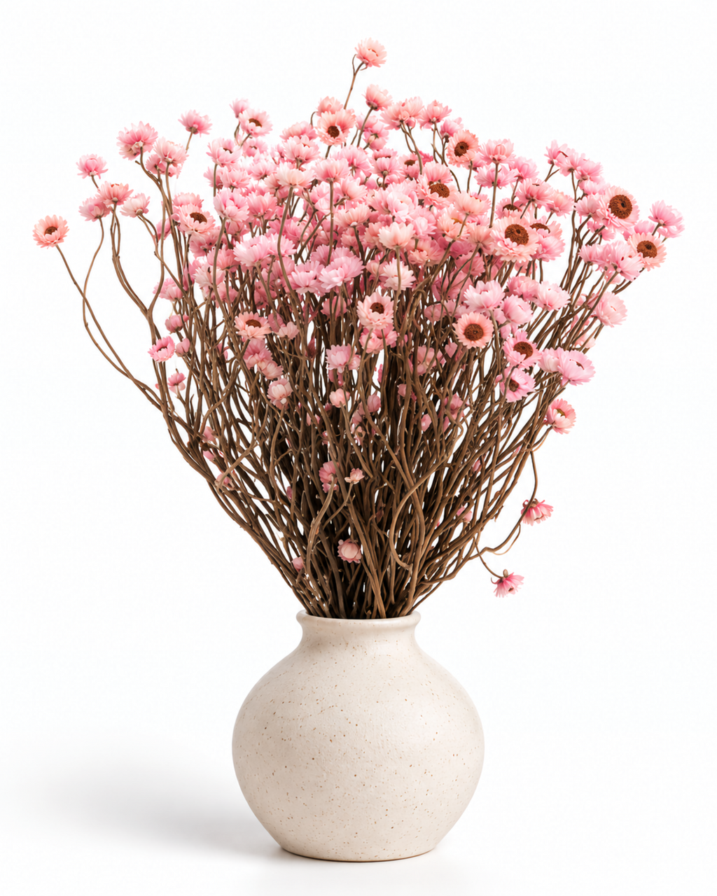 Dried Pink Ammobium Stems - 40-45cm Premium Strawflower Bunch (75-80g)