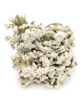 Dried White Statice Bunch 100g (45-50cm) - Limonium Floral Stems