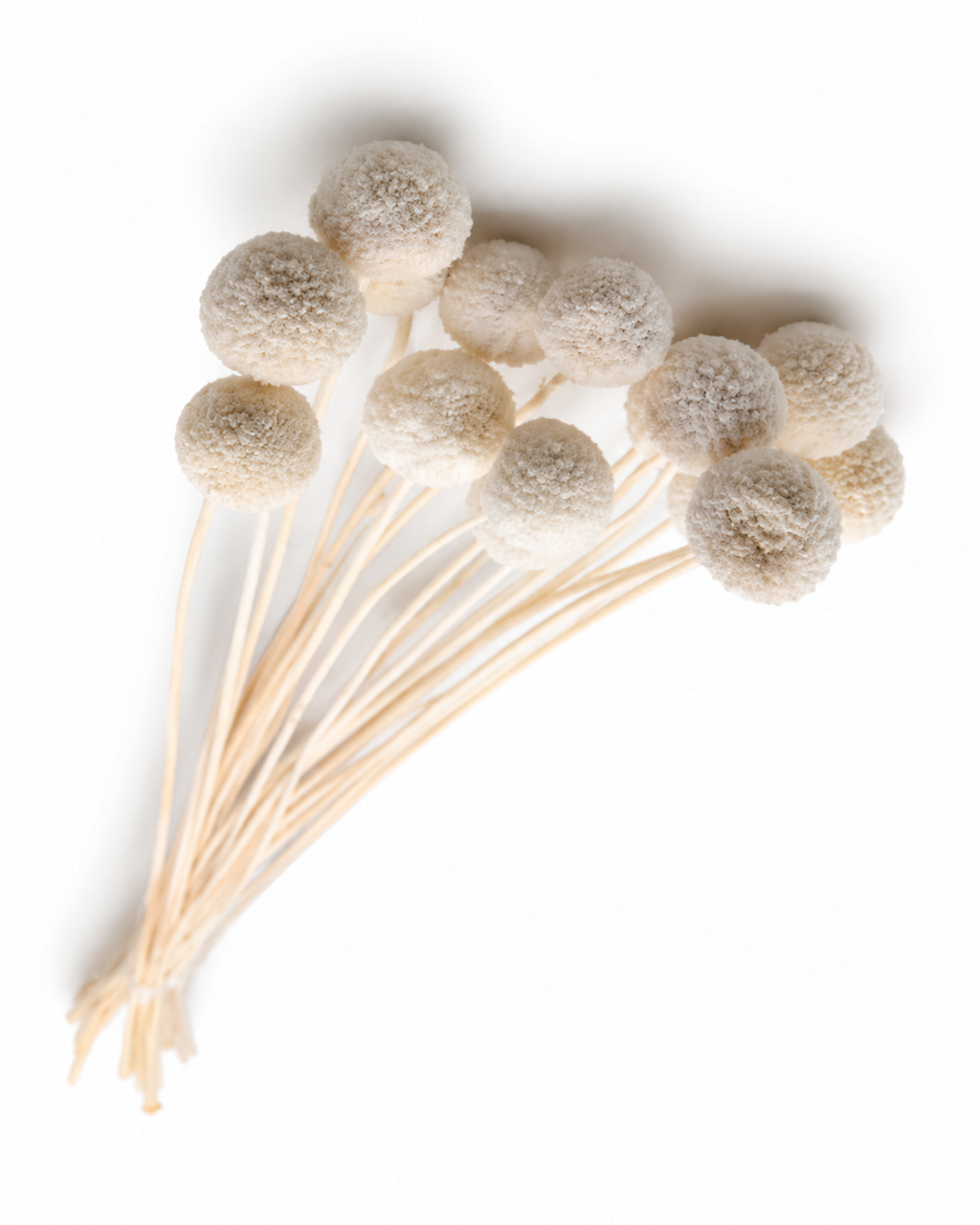 Dried Bleached Craspedia Stems - ~60cm Billy Balls Bunch (15 Stems)