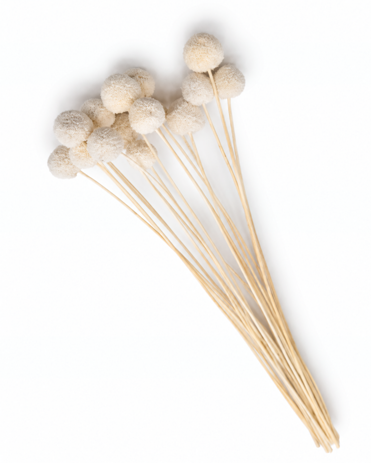 Dried Bleached Craspedia Stems - ~60cm Billy Balls Bunch (15 Stems)