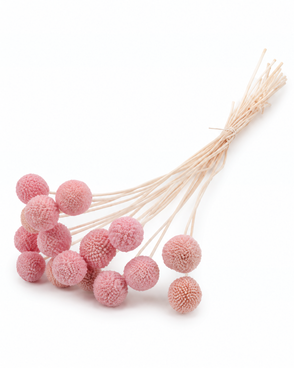 Pink Dried Craspedia - (Craspedia Extra) - 15 Stems / 55 cm