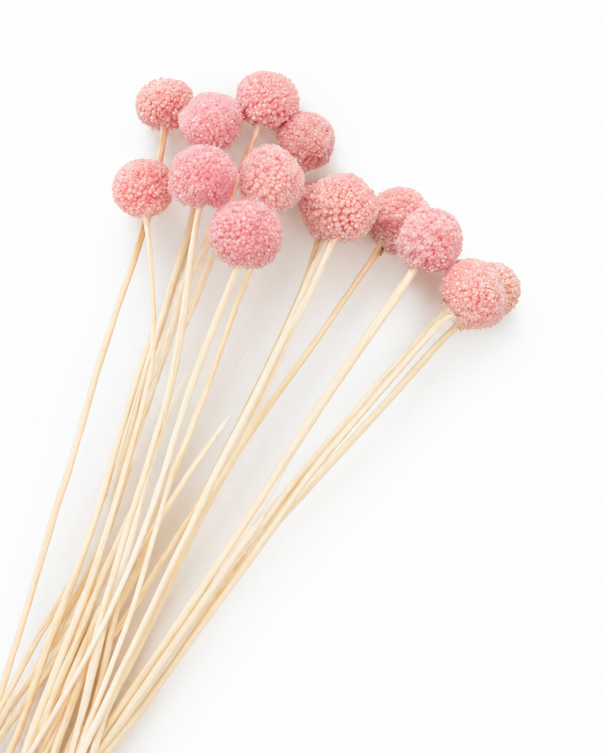 Pink Dried Craspedia - (Craspedia Extra) - 15 Stems / 55 cm
