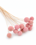Pink Dried Craspedia - (Craspedia Extra) - 15 Stems / 55 cm