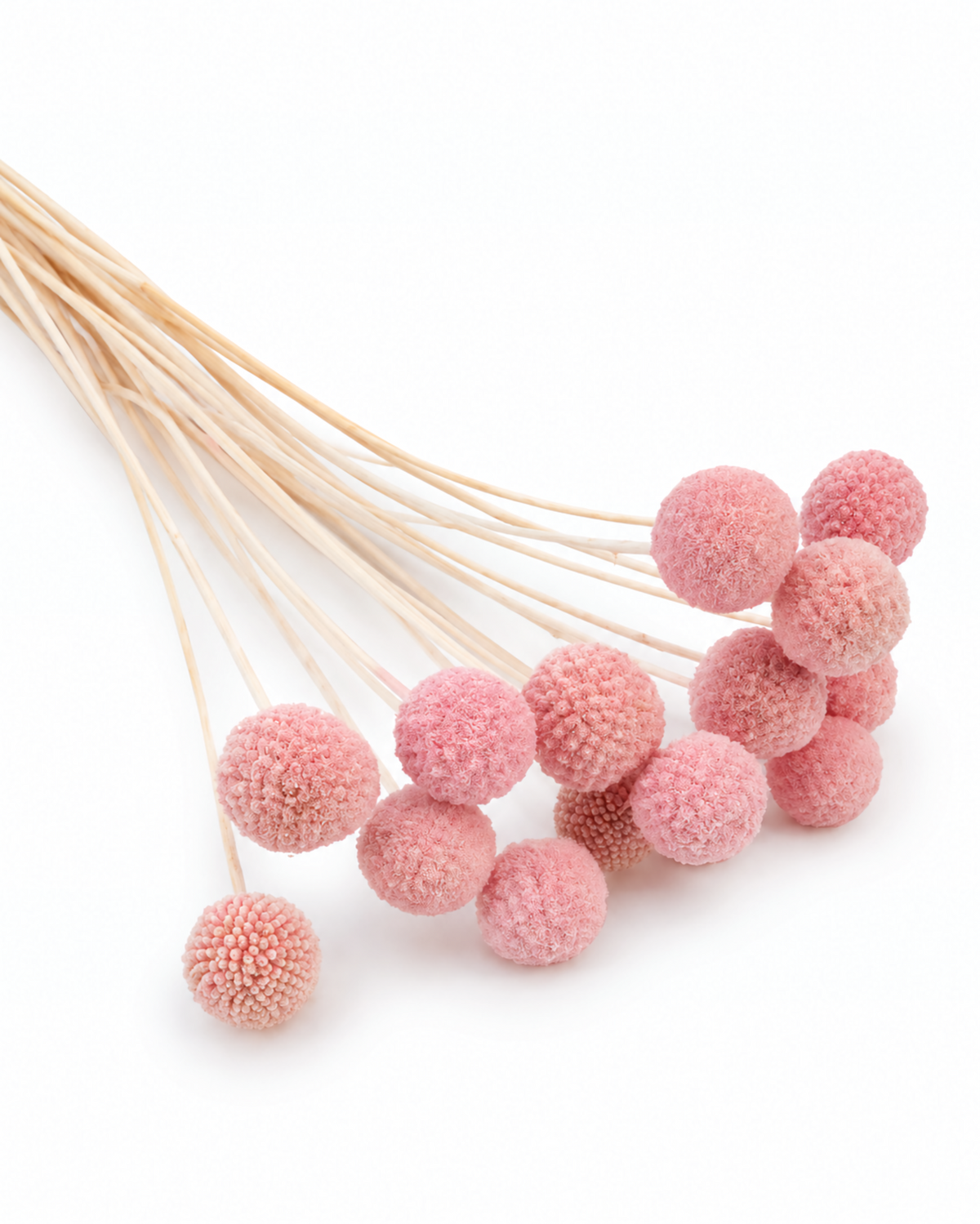 Pink Dried Craspedia - (Craspedia Extra) - 15 Stems / 55 cm