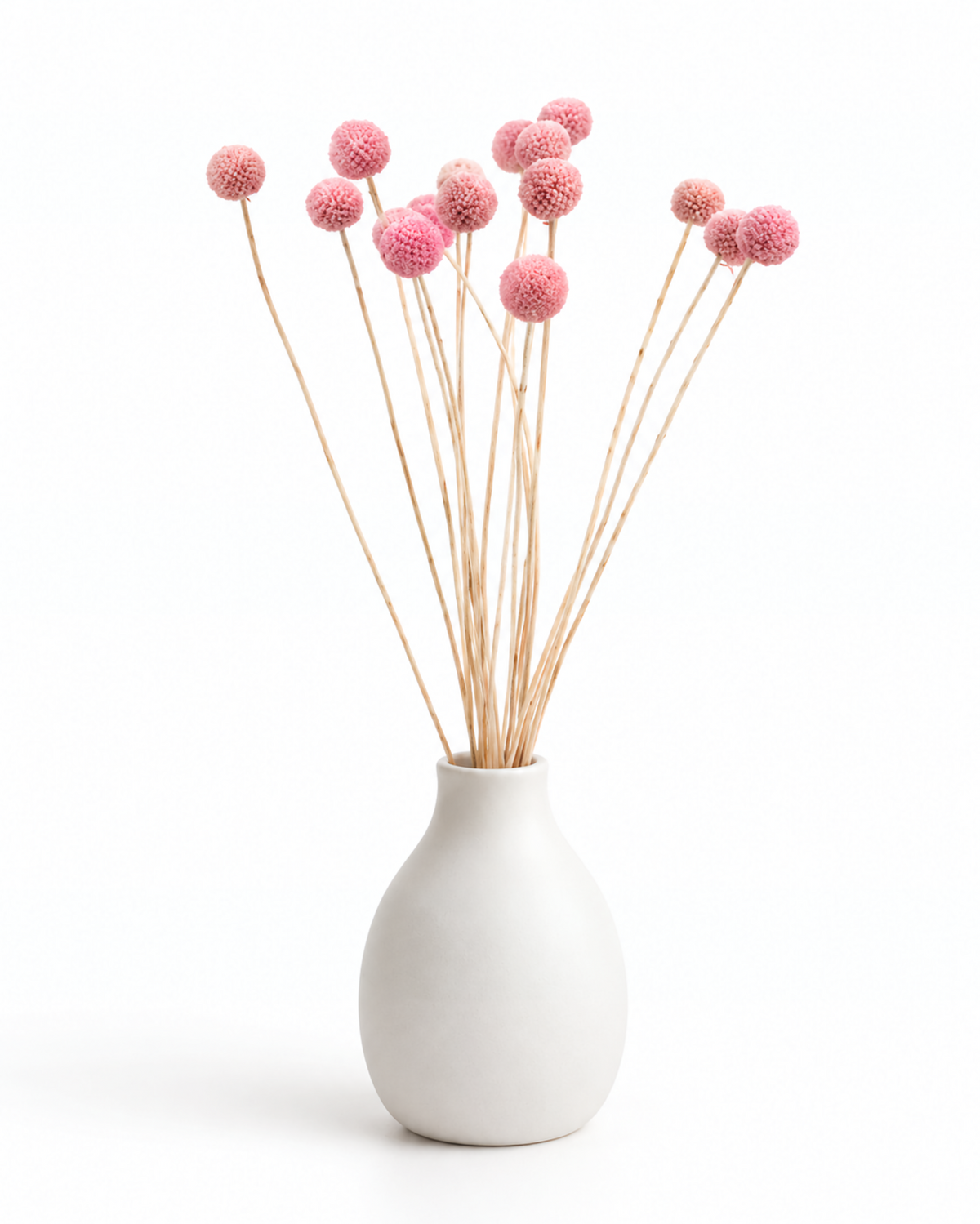 Pink Dried Craspedia - (Craspedia Extra) - 15 Stems / 55 cm
