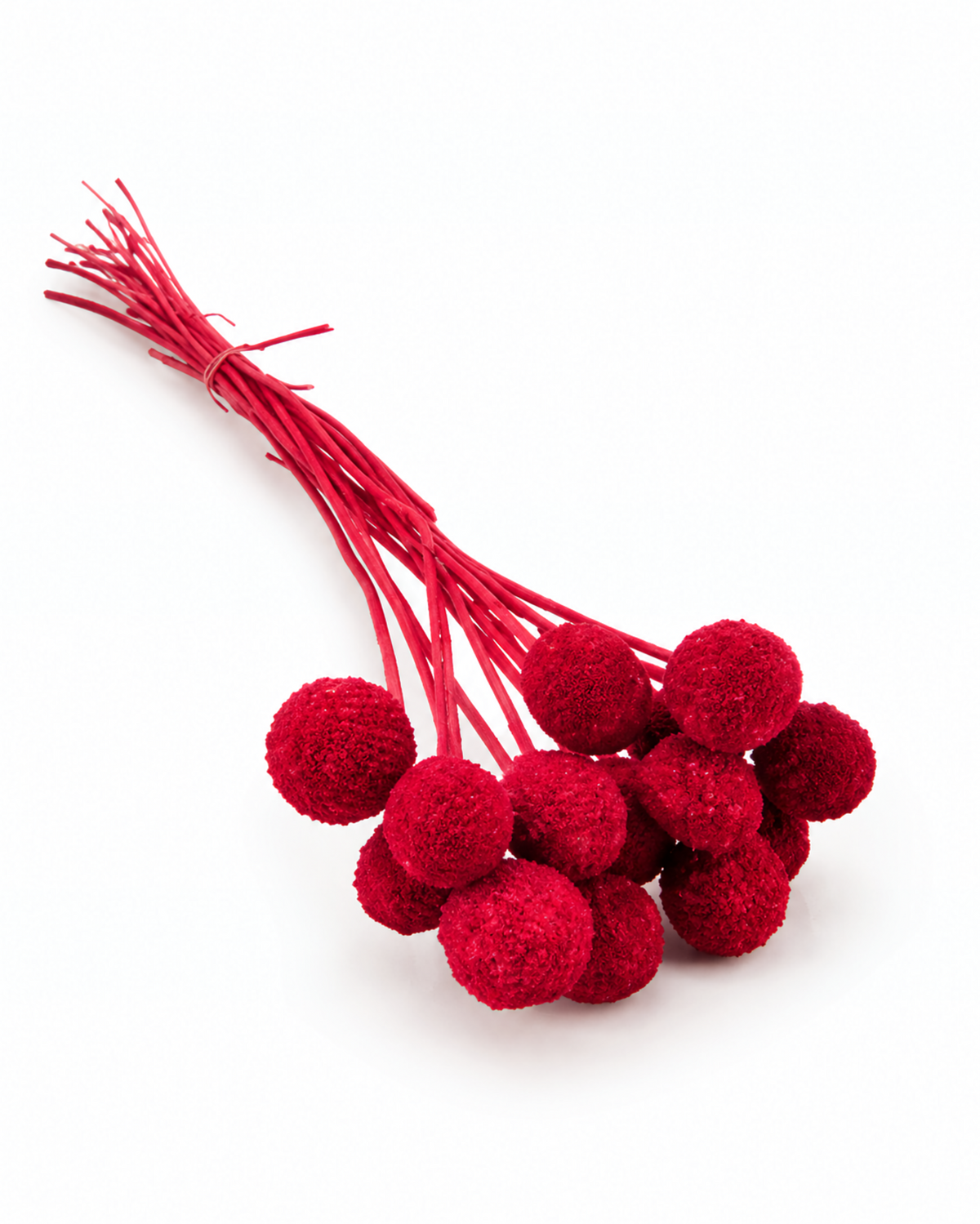 Hastes de Craspedia Vermelho-Escuro