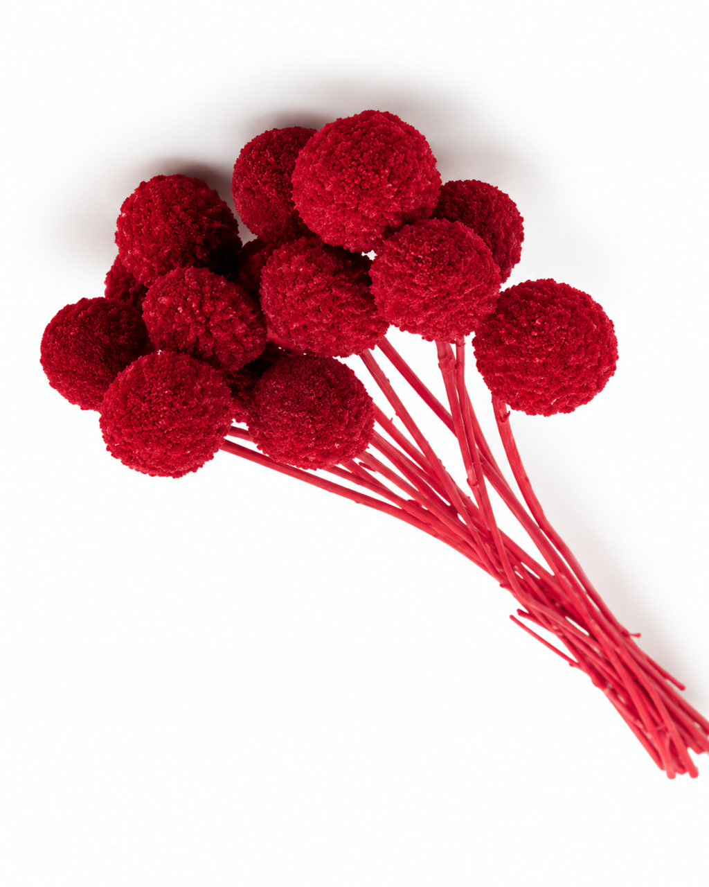 Hastes de Craspedia Vermelho-Escuro