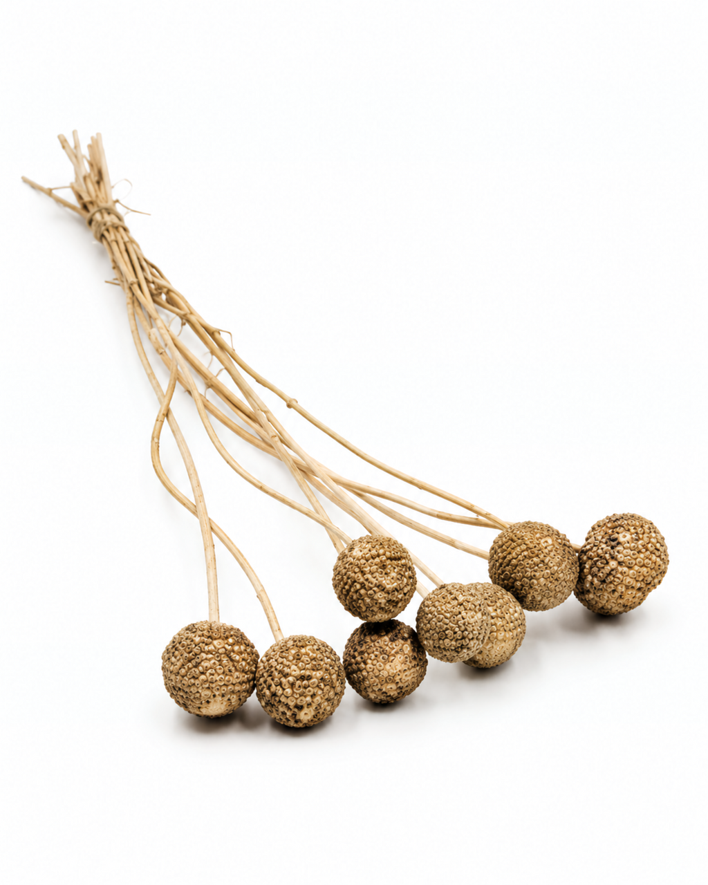 Gold Dried Craspedia - (Craspedia Extra) - 10 Stems / 55 cm