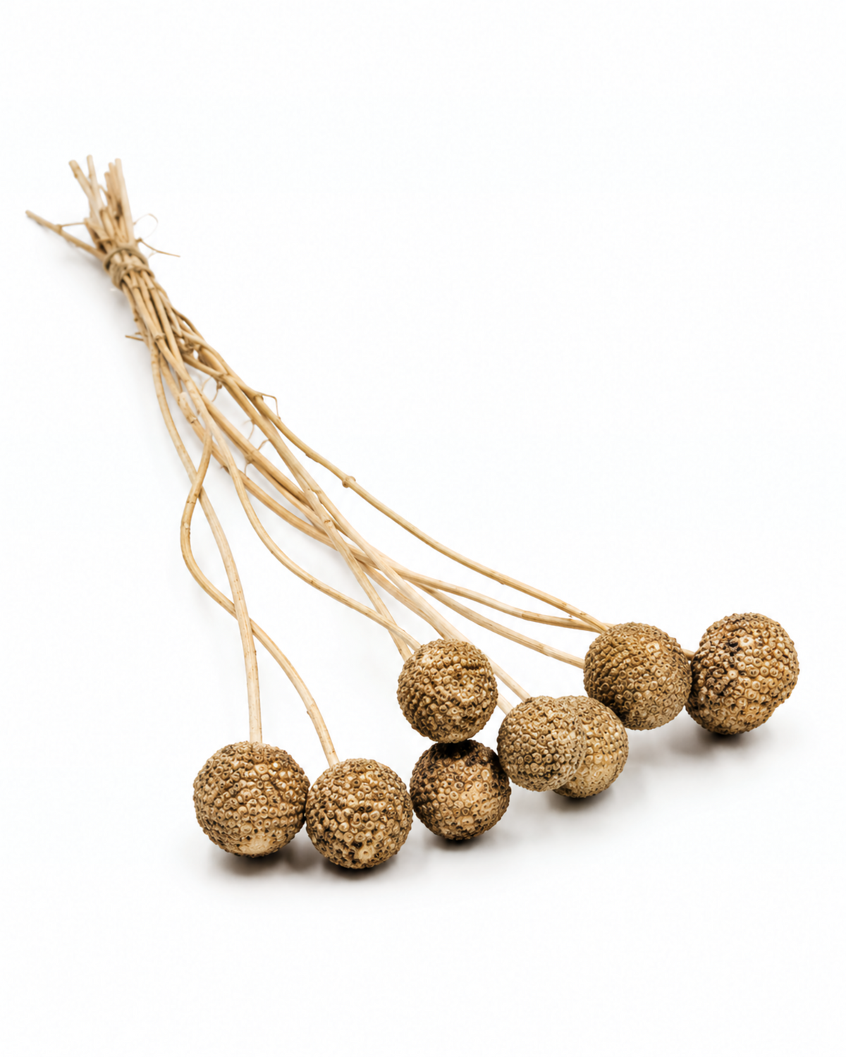 Gold Dried Craspedia - (Craspedia Extra) - 10 Stems / 55 cm