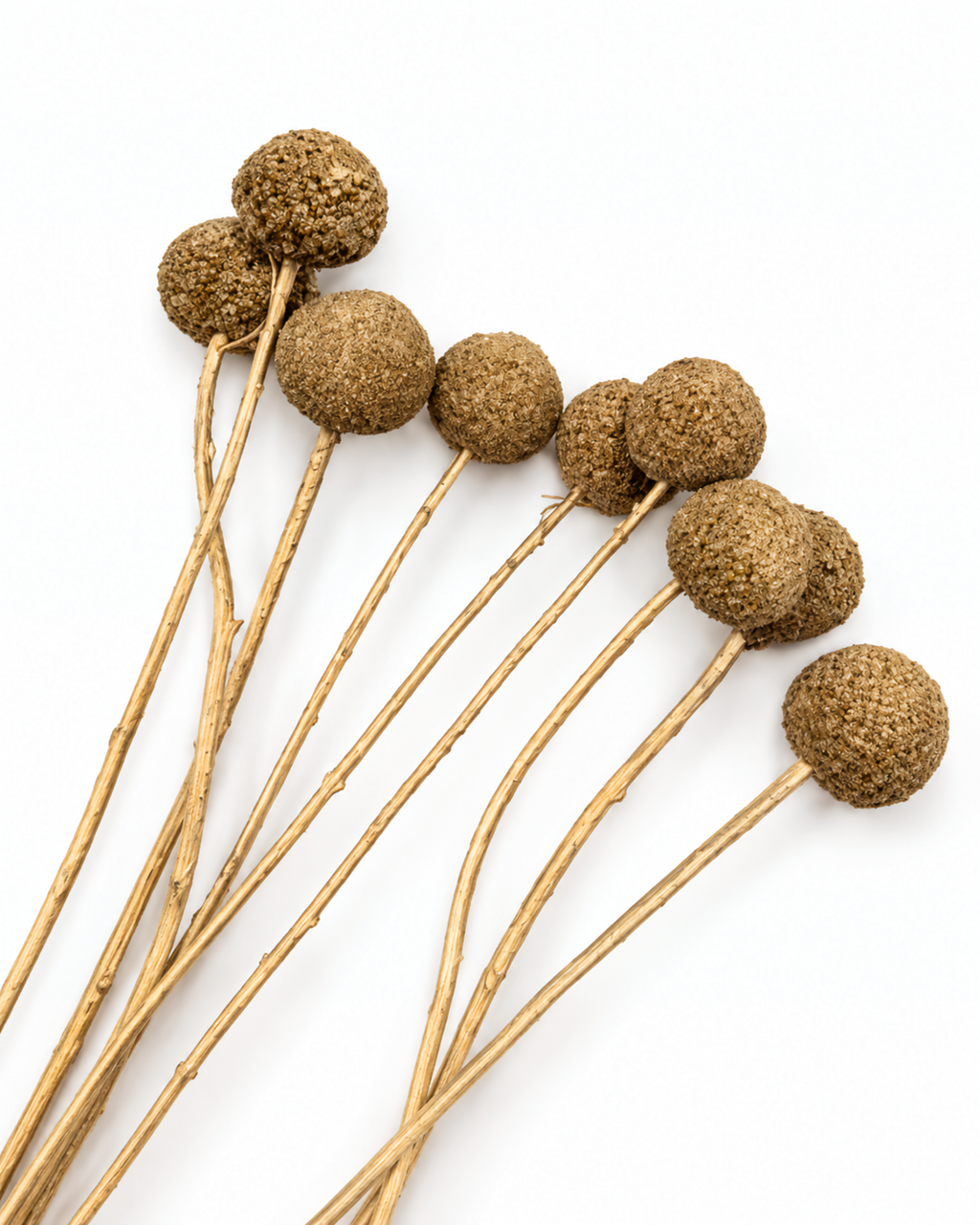 Gold Dried Craspedia - (Craspedia Extra) - 10 Stems / 55 cm