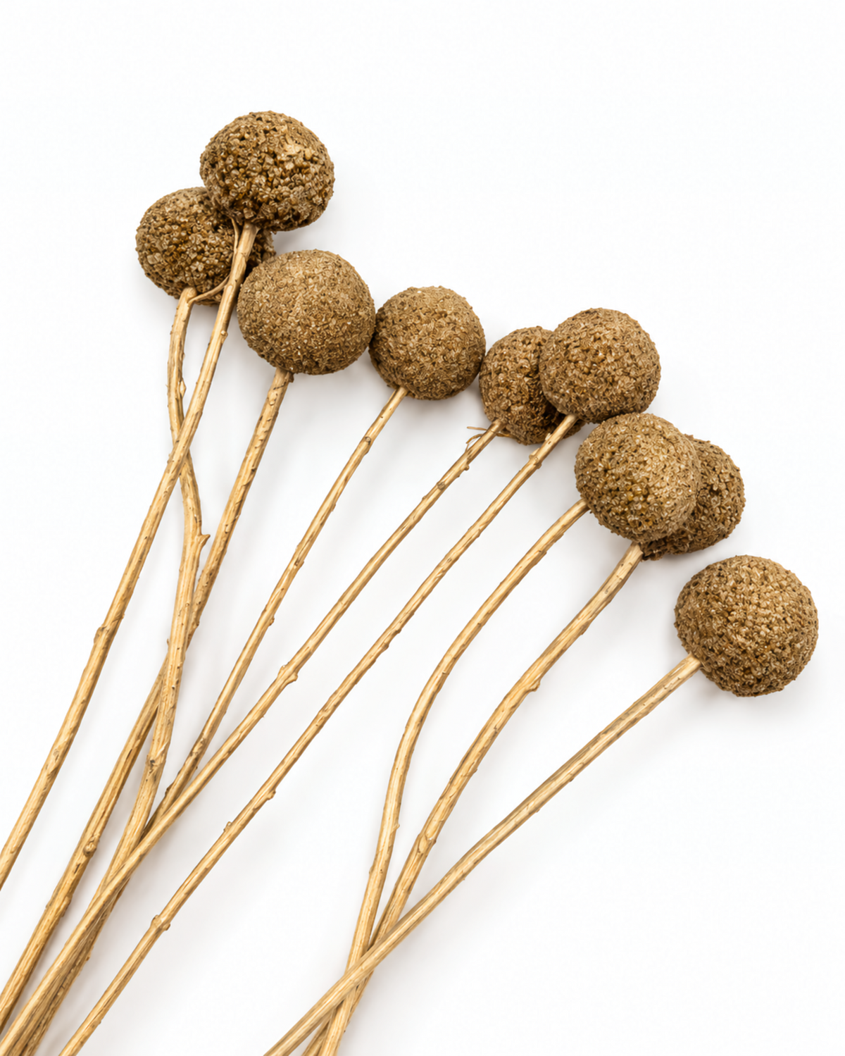 Gold Dried Craspedia - (Craspedia Extra) - 10 Stems / 55 cm