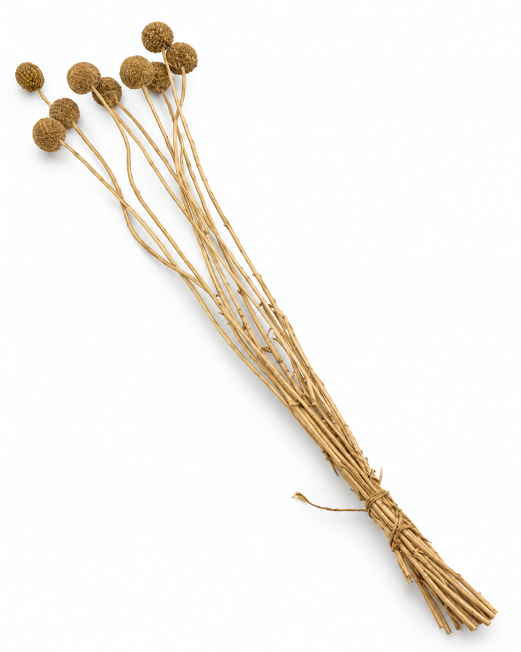 Gold Dried Craspedia - (Craspedia Extra) - 10 Stems / 55 cm