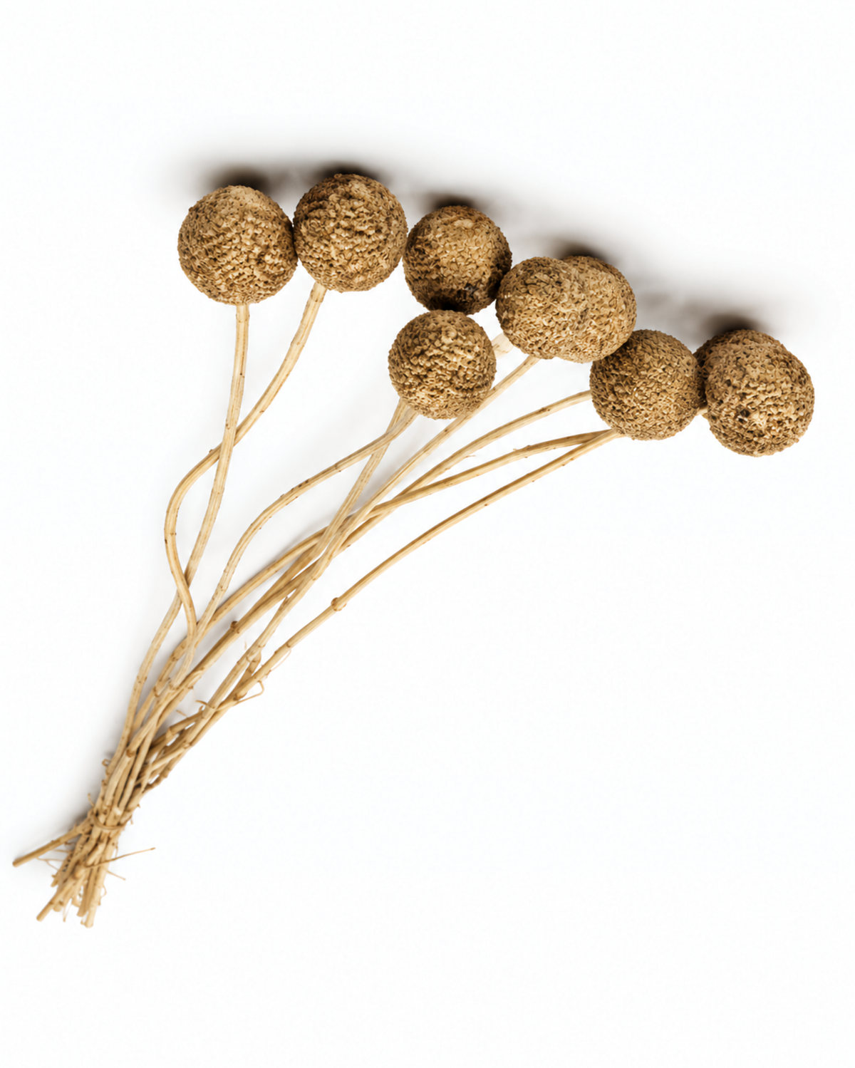Gold Dried Craspedia - (Craspedia Extra) - 10 Stems / 55 cm
