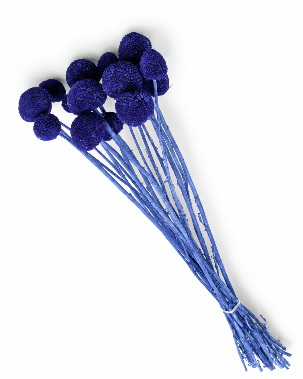Blue Dried Craspedia - (Craspedia Extra) - 15 Stems / 55 cm