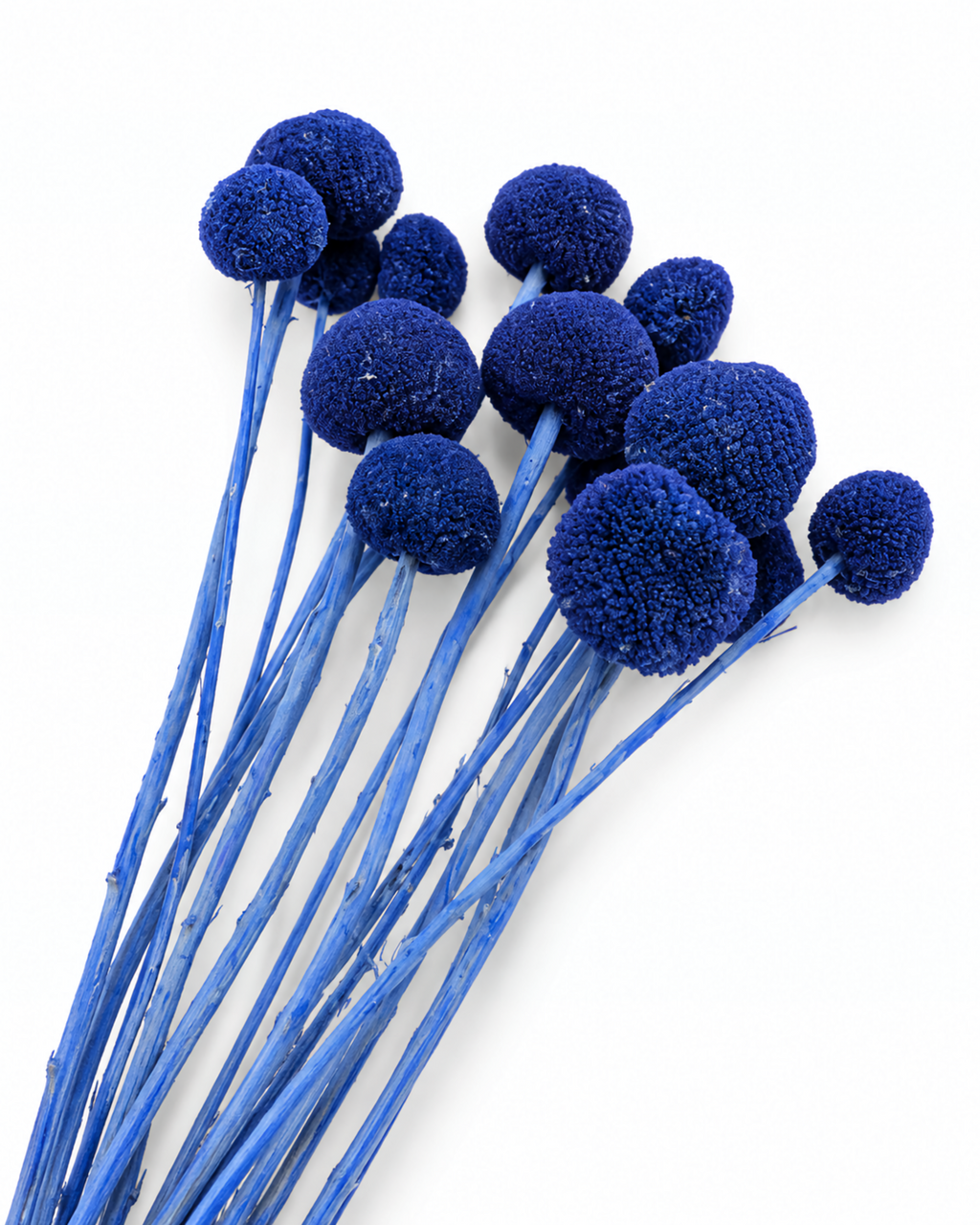 Blue Dried Craspedia - (Craspedia Extra) - 15 Stems / 55 cm