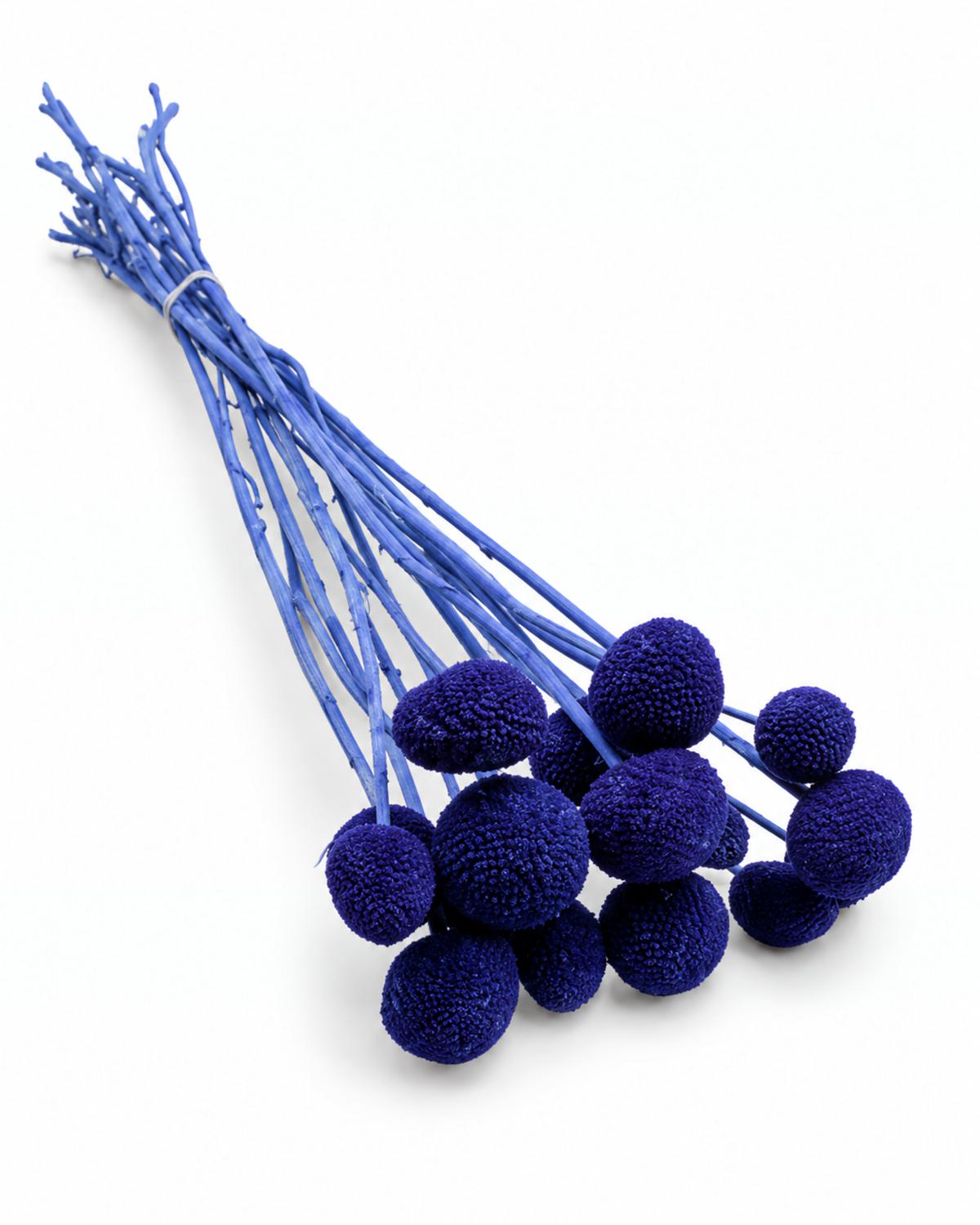 Blue Dried Craspedia - (Craspedia Extra) - 15 Stems / 55 cm