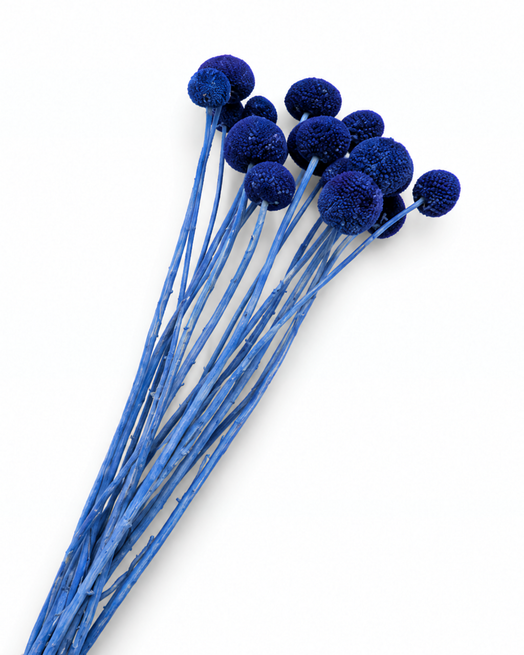 Blue Dried Craspedia - (Craspedia Extra) - 15 Stems / 55 cm