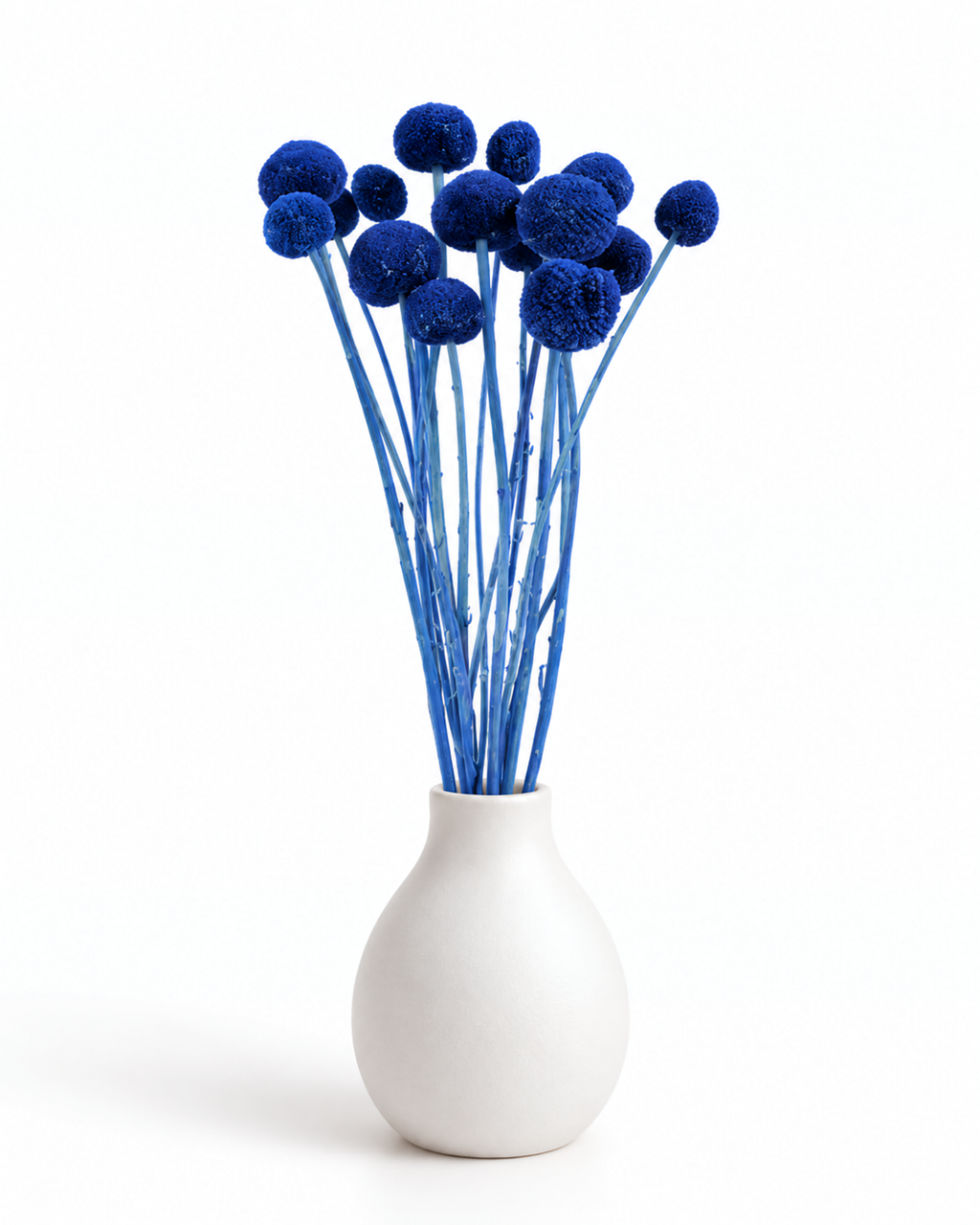Blue Dried Craspedia - (Craspedia Extra) - 15 Stems / 55 cm