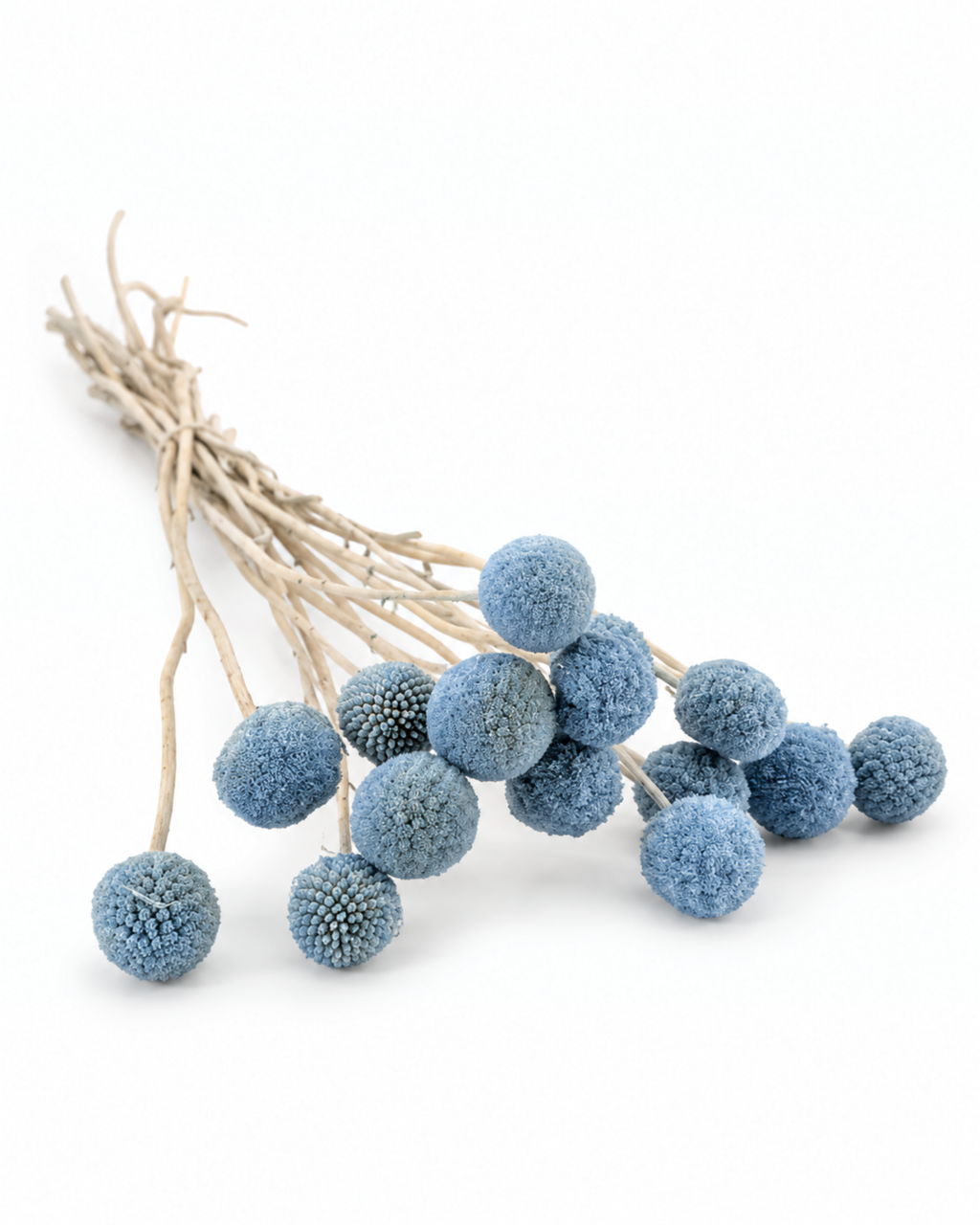 Light Blue Dried Craspedia - (Craspedia Extra) - 15 Stems / 55 cm
