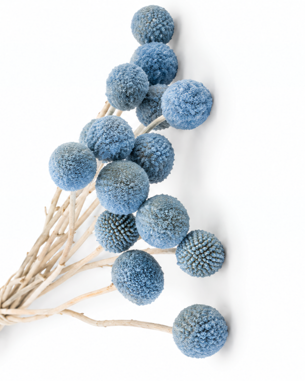 Light Blue Dried Craspedia - (Craspedia Extra) - 15 Stems / 55 cm