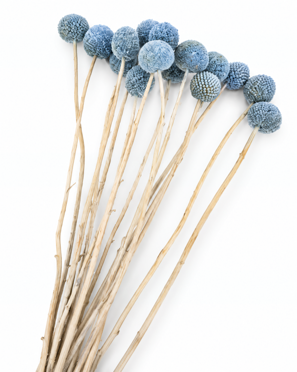 Light Blue Dried Craspedia - (Craspedia Extra) - 15 Stems / 55 cm