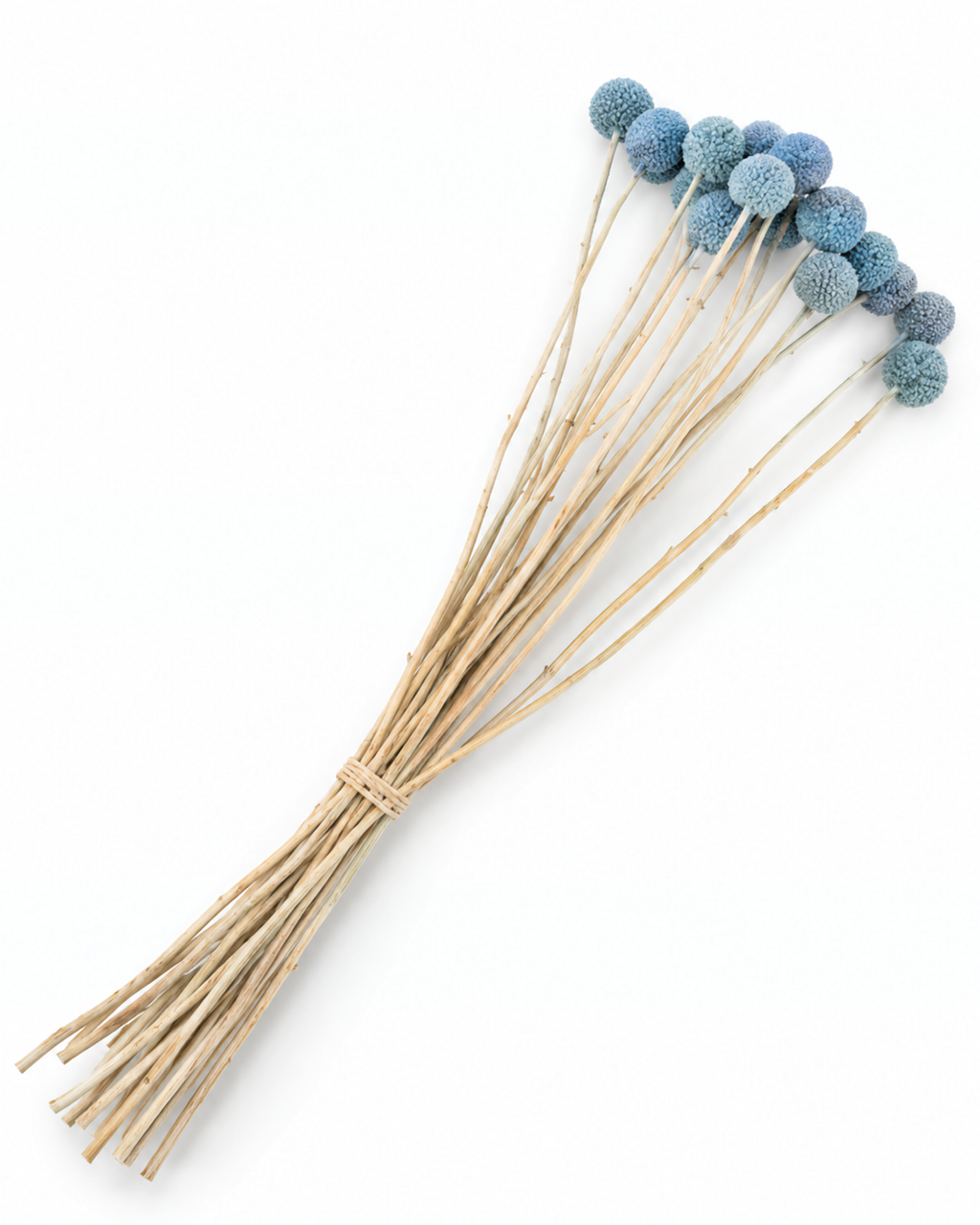 Light Blue Dried Craspedia - (Craspedia Extra) - 15 Stems / 55 cm
