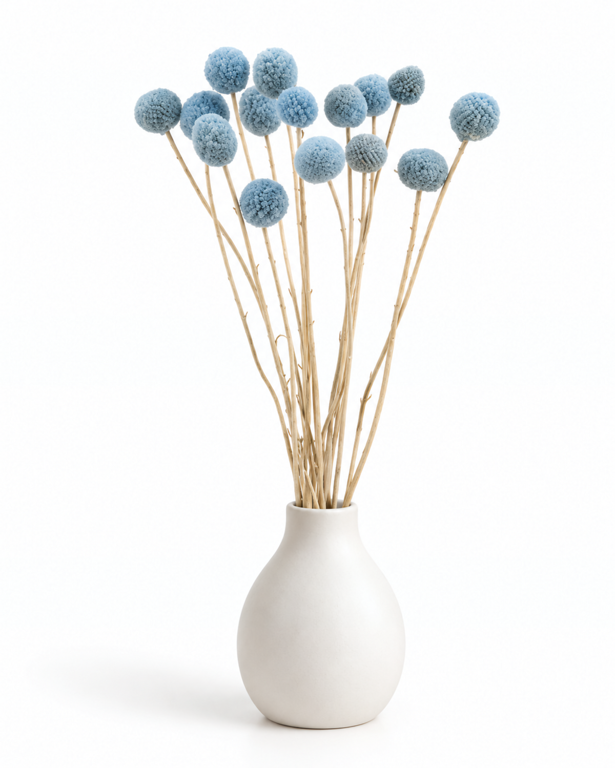 Light Blue Dried Craspedia - (Craspedia Extra) - 15 Stems / 55 cm