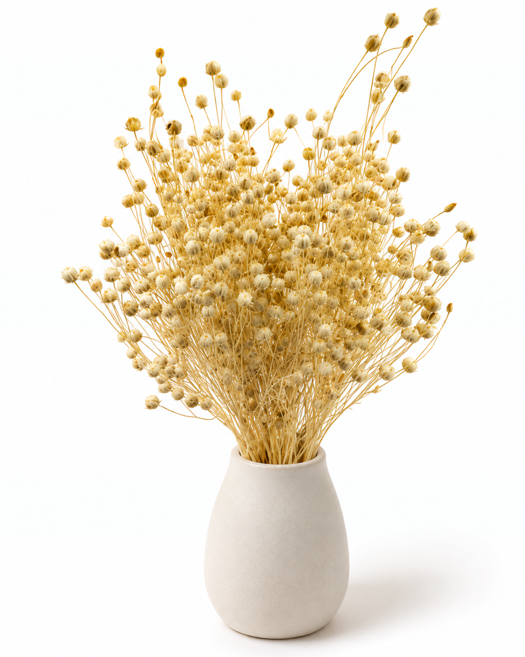 Ramo de Gomphrena Vermelha Seca 30-35cm - Hastes de Amaranto Globular