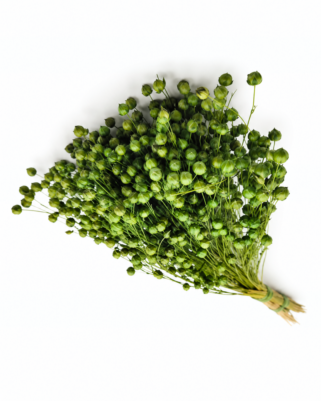 Green Dried Flax Stems - Linum - 95 g / 40 cm