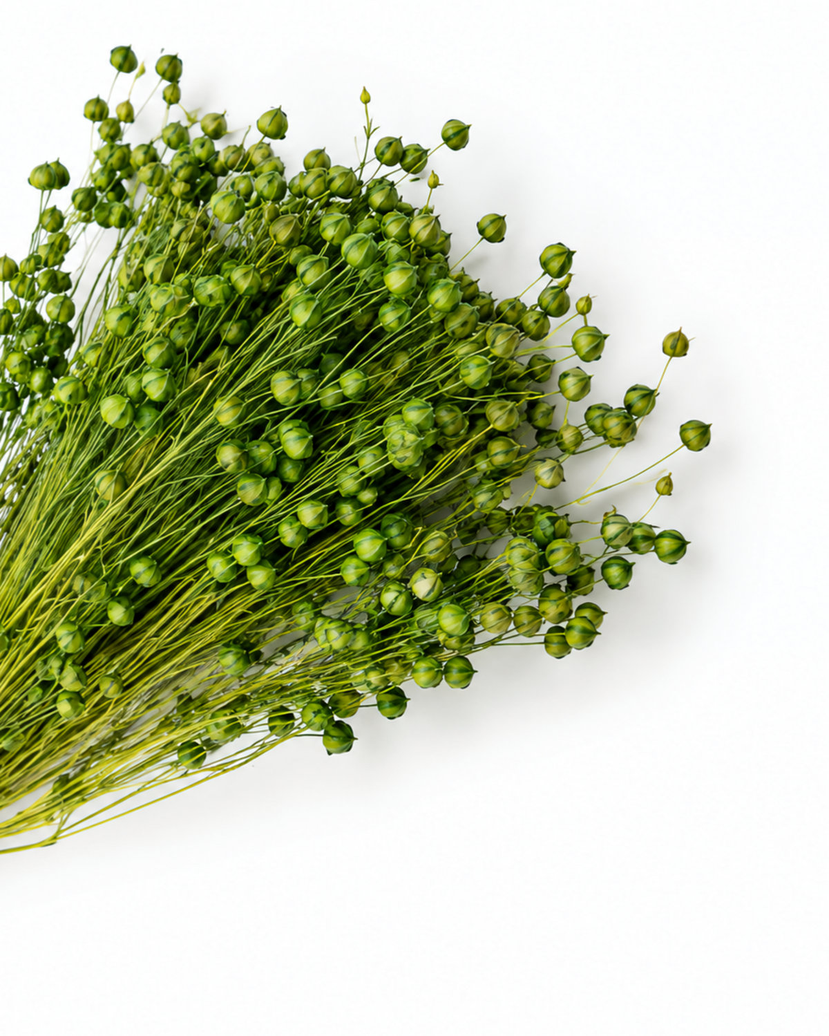 Green Dried Flax Stems - Linum - 95 g / 40 cm